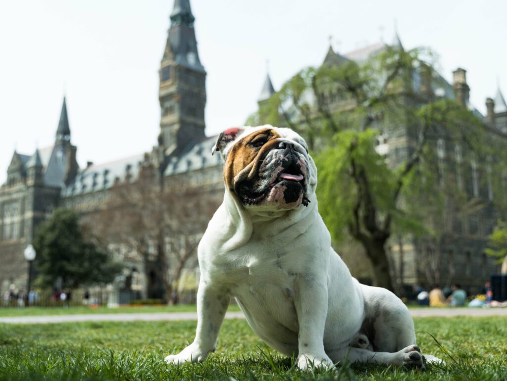 Georgetown University mascot: Jack the Bulldog